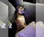 Small #11 Chihuahua Mix