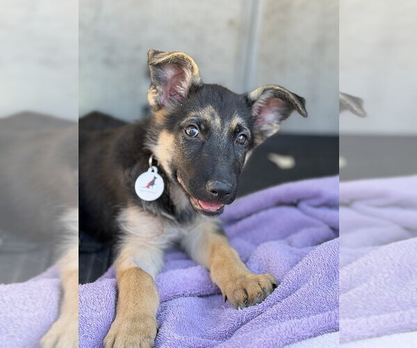 Medium Photo #4 German Shepherd Dog Puppy For Sale in West Sacramento, CA, USA