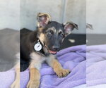 Small Photo #4 German Shepherd Dog Puppy For Sale in West Sacramento, CA, USA
