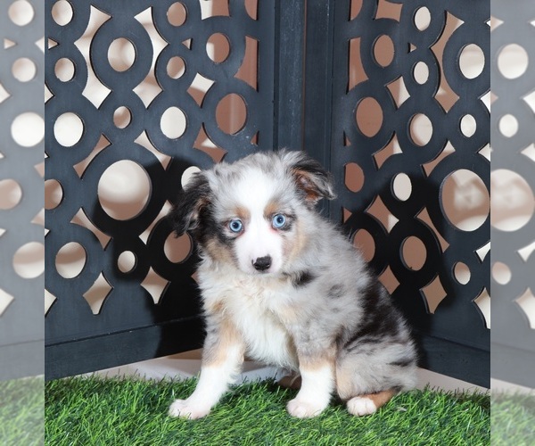 Medium Photo #5 Miniature Australian Shepherd Puppy For Sale in MOUNT VERNON, OH, USA