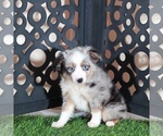 Small #4 Miniature Australian Shepherd