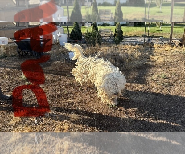 Medium Photo #1 Komondor Puppy For Sale in MOUNTAIN HOME, ID, USA