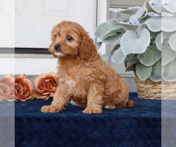 Medium Photo #4 Cavapoo Puppy For Sale in NARVON, PA, USA