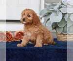 Small Photo #4 Cavapoo Puppy For Sale in NARVON, PA, USA