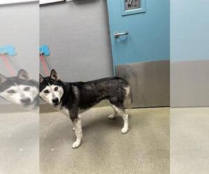 Siberian Husky-Unknown Mix Dogs for adoption in Las Vegas, NV, USA