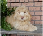 Small #5 Labradoodle