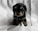 Small Photo #2 Poodle (Toy)-Yorkshire Terrier Mix Puppy For Sale in OWENSBORO, KY, USA