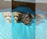 Small #6 Yorkshire Terrier