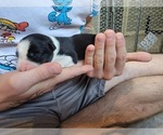 Small Photo #4 Australian Shepherd Puppy For Sale in BATTLE CREEK, MI, USA