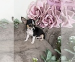 Gigi - Female Chihuahua Puppy for Sale - Photo #4