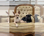 Small #23 Chihuahua-Labrador Retriever Mix