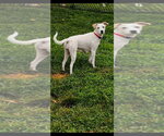 Small #1 Jack Russell Terrier Mix