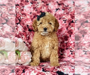 Poodle (Miniature) Puppy for sale in CHRISTIANA, PA, USA