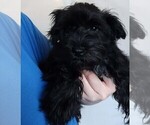Puppy Teddy Schnauzer (Miniature)