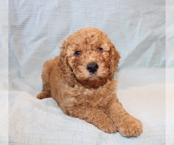 Medium Photo #1 Goldendoodle Puppy For Sale in VALRICO, FL, USA