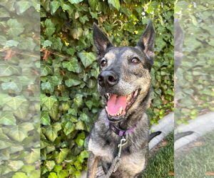 German Shepherd Dog-Unknown Mix Dogs for adoption in Sandy, UT, USA