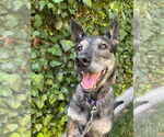 Small German Shepherd Dog Mix
