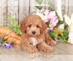 Cavapoo Puppy for sale in MOUNT VERNON, OH, USA