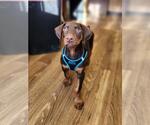 Small #1 Doberman Pinscher