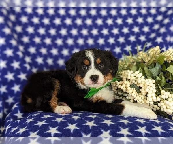 Medium Photo #4 Bernedoodle (Miniature) Puppy For Sale in OXFORD, PA, USA