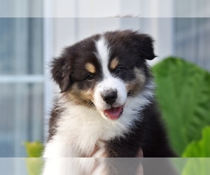 Australian Shepherd Puppy for sale in GROVETOWN, GA, USA