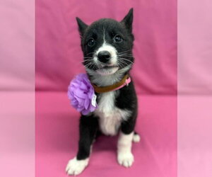 Gerberian Shepsky Dogs for adoption in Lakewood, CO, USA