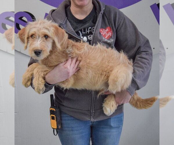 Medium Photo #2 Mutt Puppy For Sale in Huntley, IL, USA