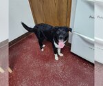 Small Photo #5 Border Collie Puppy For Sale in Fargo, ND, USA