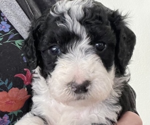 Golden Mountain Doodle  Puppy for sale in LAKE ORION, MI, USA