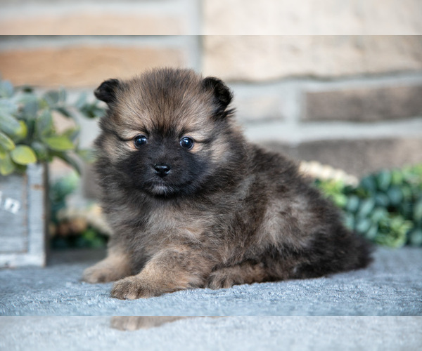 Medium Photo #1 Pomeranian Puppy For Sale in SHIPSHEWANA, IN, USA