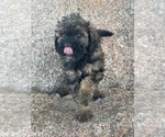 Small #14 Poodle (Miniature)-Poodle (Standard) Mix