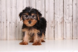 Yorkshire Terrier Puppy for sale in MOUNT VERNON, OH, USA
