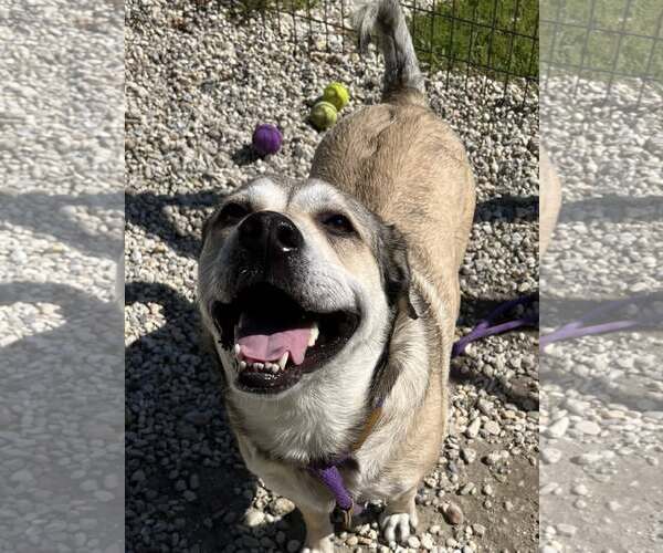 Medium Photo #15 Mutt Puppy For Sale in Chester, NJ, USA