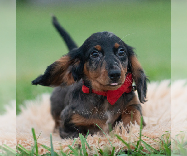 Medium Photo #49 Dachshund Puppy For Sale in WARSAW, IN, USA
