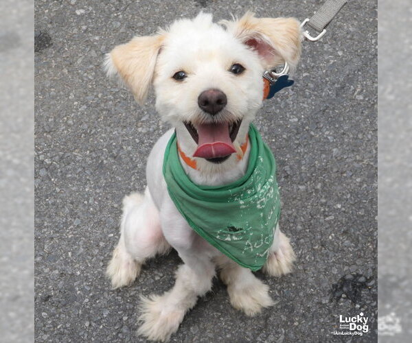 Medium Photo #12 Shih Tzu-Unknown Mix Puppy For Sale in Washington, DC, USA