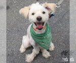 Small #11 Shih Tzu Mix