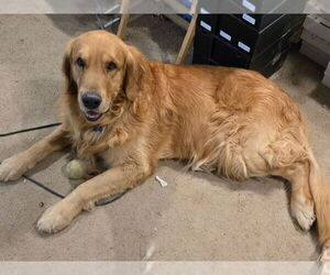 Father of the Golden Retriever puppies born on 12/19/2025