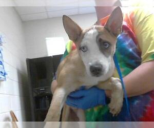 American Pit Bull Terrier-Siberian Husky Mix Dogs for adoption in Fayetteville, NC, USA