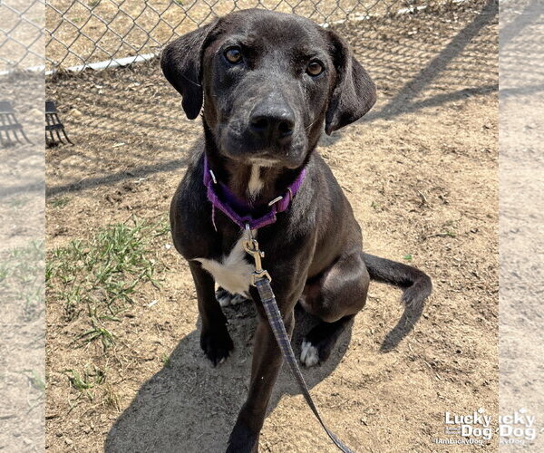 Medium Photo #1 Labrador Retriever-Retriever  Mix Puppy For Sale in Washington, DC, USA