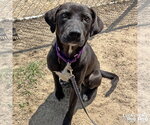 Small Labrador Retriever-Retriever  Mix