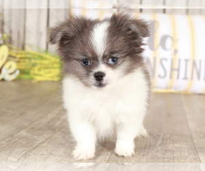 Pominese Puppy for sale in MOUNT VERNON, OH, USA