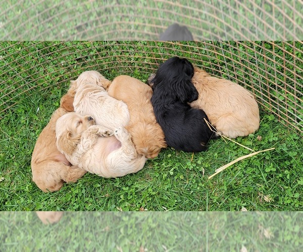 Medium Photo #1 Cocker Spaniel Puppy For Sale in WITHEE, WI, USA