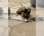 Small #10 Miniature Australian Shepherd