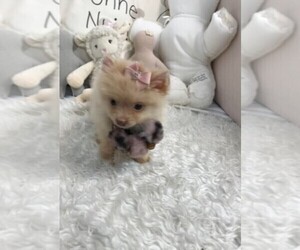 Pomeranian Puppy for sale in ORLANDO, FL, USA