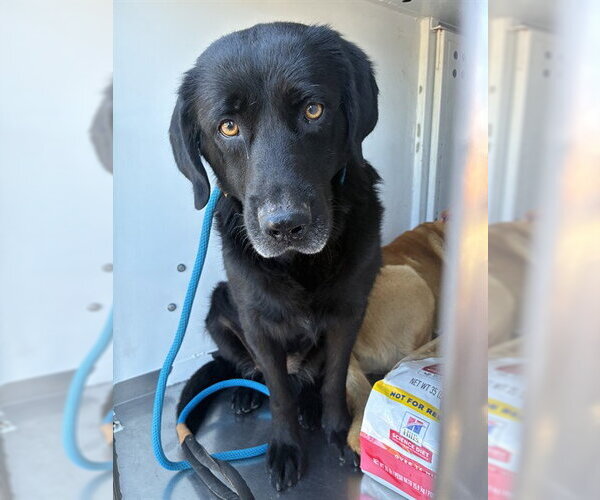 Medium Photo #1 Labrador Retriever Puppy For Sale in Stockton, CA, USA