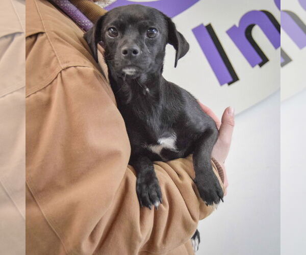 Medium Photo #3 Chiweenie Puppy For Sale in Huntley, IL, USA