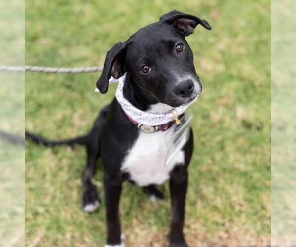 Medium Photo #9 Labrador Retriever-Unknown Mix Puppy For Sale in San Diego, CA, USA