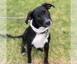 Small Photo #9 Labrador Retriever-Unknown Mix Puppy For Sale in San Diego, CA, USA