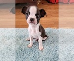 Puppy 9 Boston Terrier
