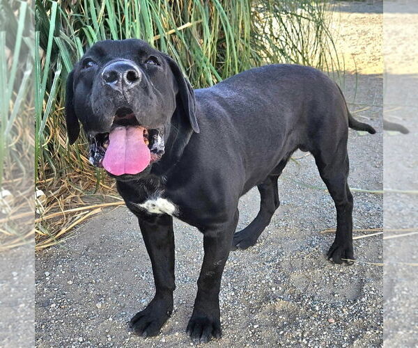 Medium Photo #8 Labrador Retriever-Unknown Mix Puppy For Sale in Lake Forest, CA, USA
